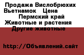 Продажа Вислобрюхих Вьетнамок › Цена ­ 2 500 - Пермский край Животные и растения » Другие животные   